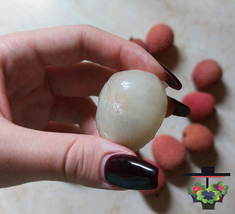 Долька личи. Litchi ягода. Колючий фрукт личи. Личи в руках. Драконьи яйца личи.