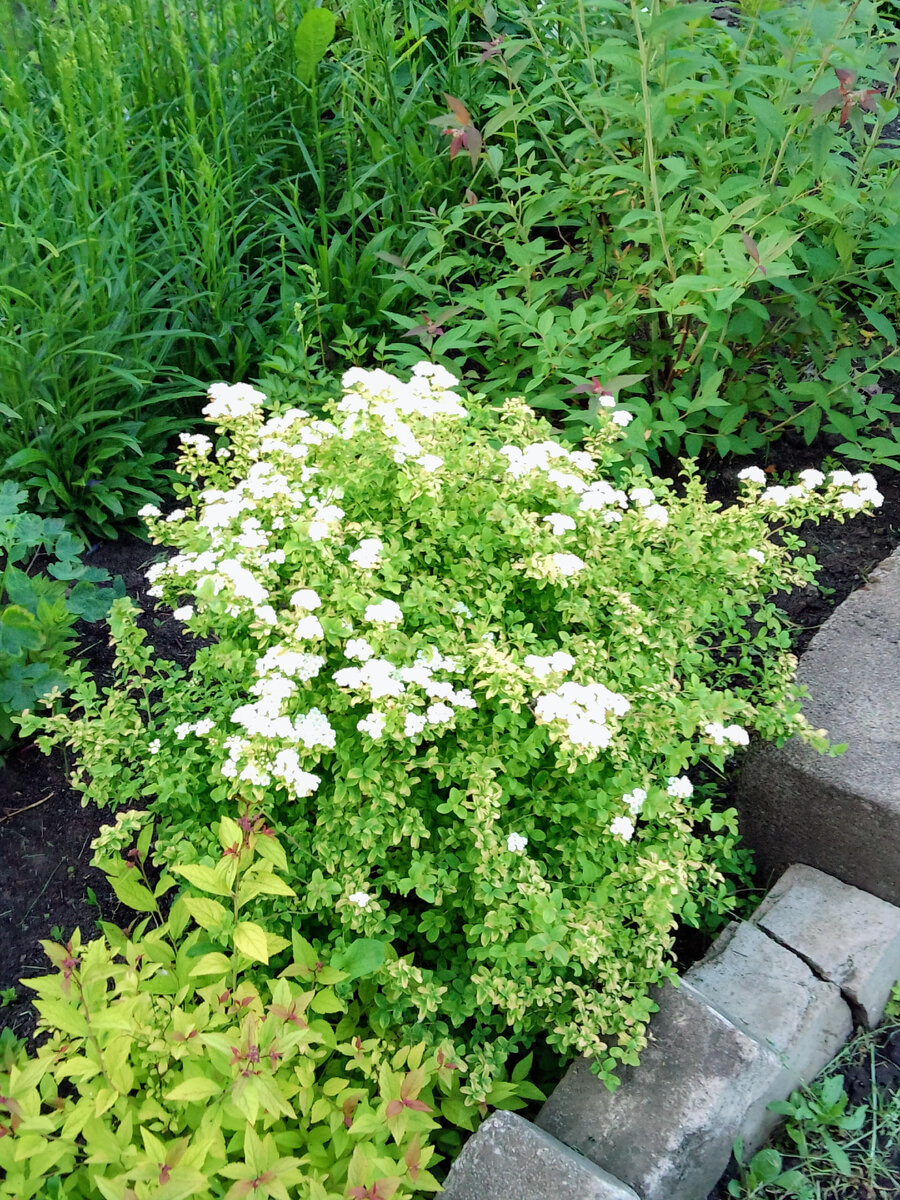 И опять про кустарники, в моих клумбах(2) | Липецкий Прованс. | Дзен