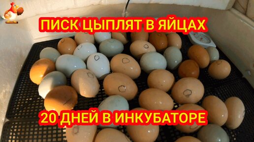 Цыплята пищат в яйцах ❗🥚 20 дней инкубации цветных яиц непонятного происхождения, хранения и охлаждения 😮 Завтра ждем результат 😂🐣🐤