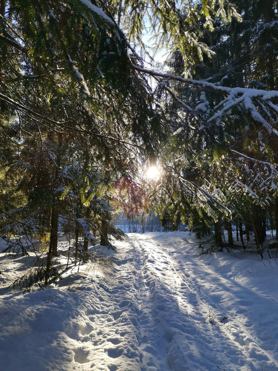 Обл лес