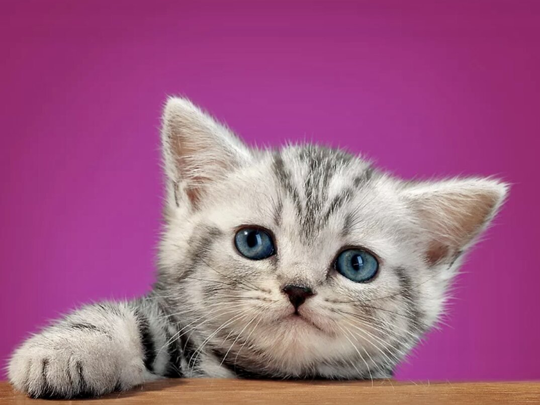  Реклама кошачьего корма Whiskas идёт уже достаточное количество времени. А симпатичный серый котик стал лицом (мордахой) данного продукта.-2