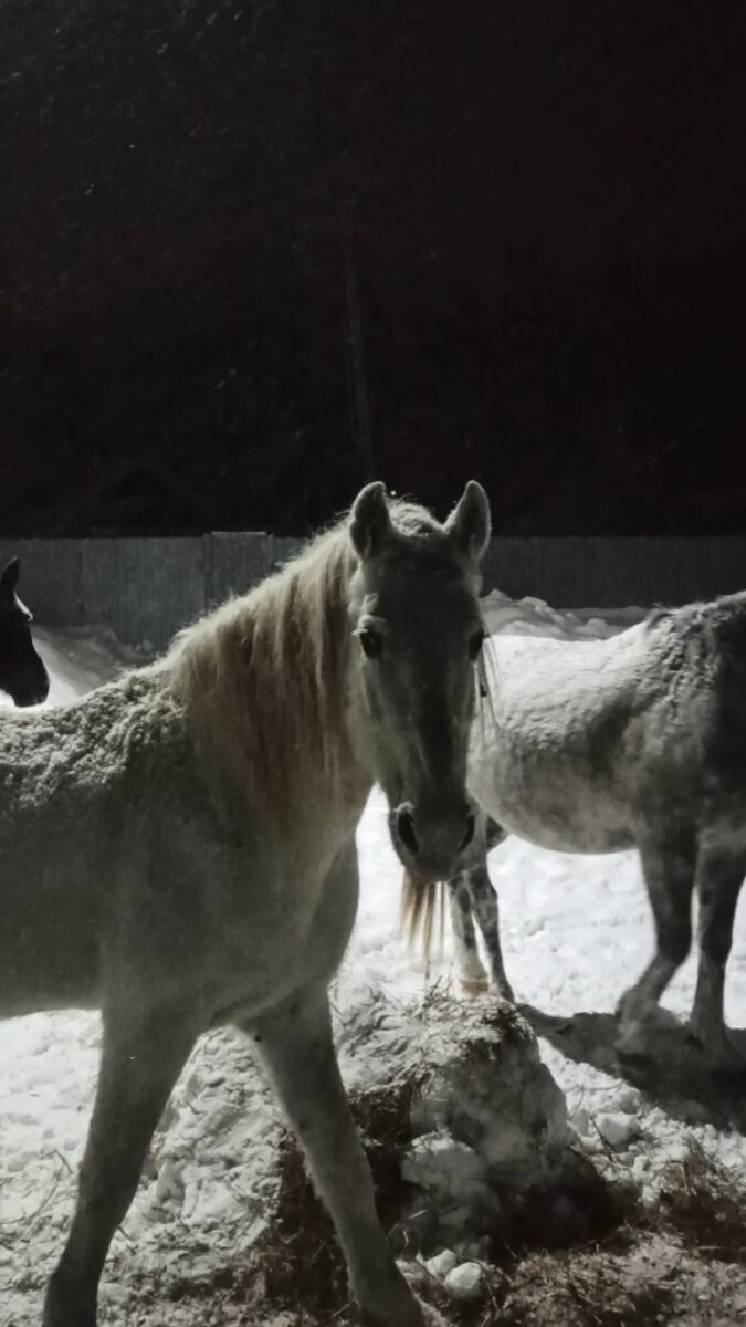 Готовы любые остатки подбирать. Даже порченое едят