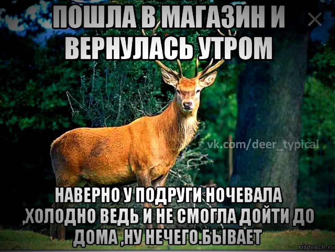 Муж не приходит ночевать. Типичный олень. Олень Мем. Олень демотиватор. Олень измена.