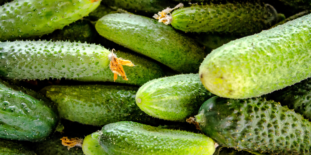 Подобрал «неубиваемые» суперпучковые сорта огурцов! 7 фаворитов для богатого урожая (готовлю тару)