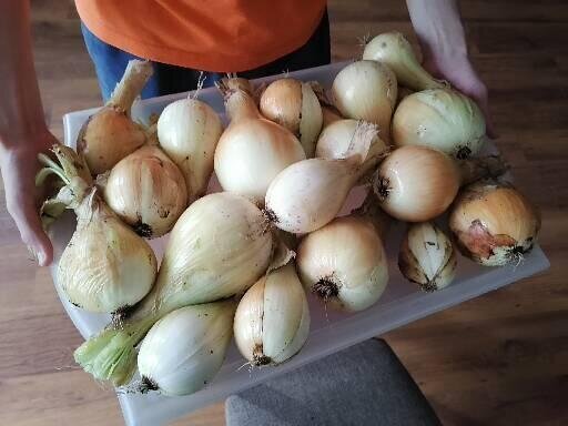 Часть лука мы съедаем еще в сезон, так у меня и задумано, а часть храню до нового года в холодильнике