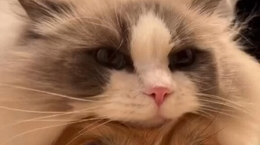 Песня вокруг спортики