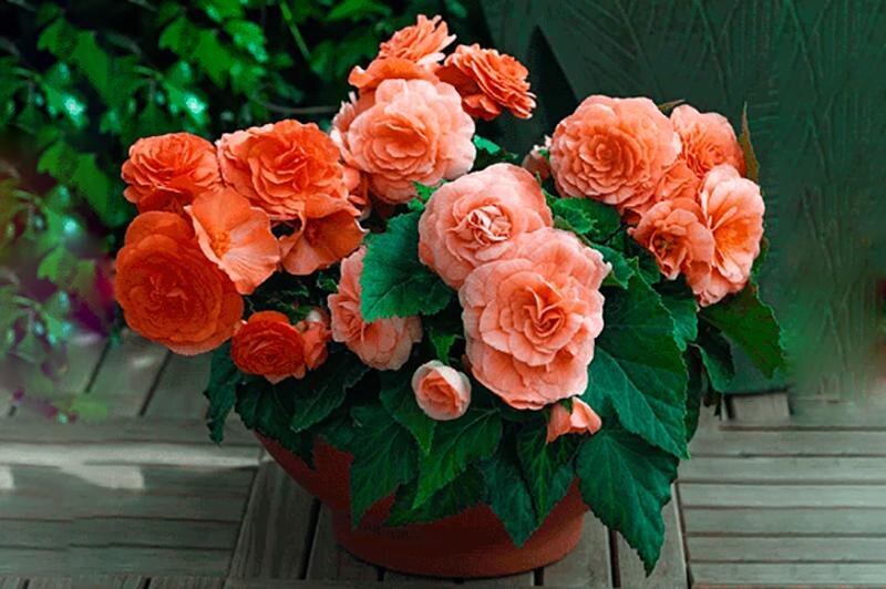 Бегония Махровая  floraved.net