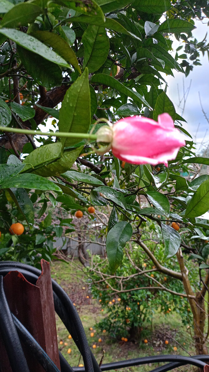 Это свежие бутоны этого года