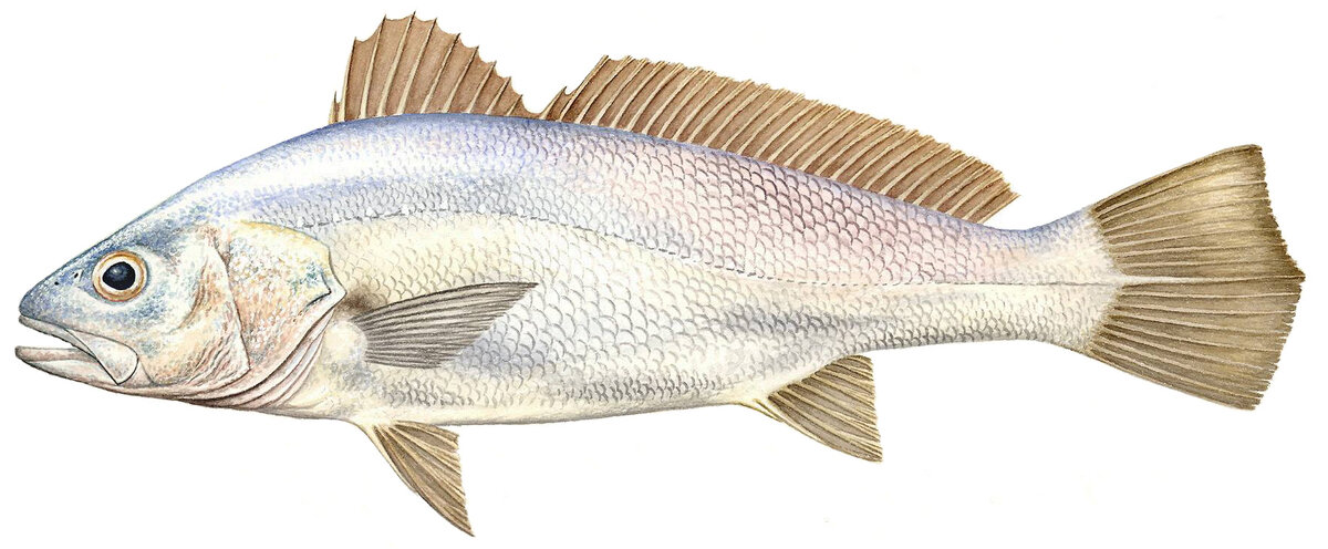 Argyrosomus hololepidotus