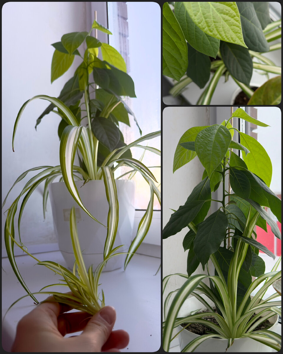 На меньше что делать. Поменьше делай. Поменьше делай. Как избавиться от желания всё успеть», фергус о’коннел. Много говорит мало делает.