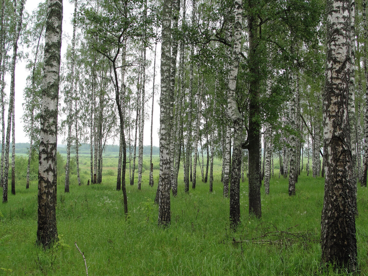 Книга не родился