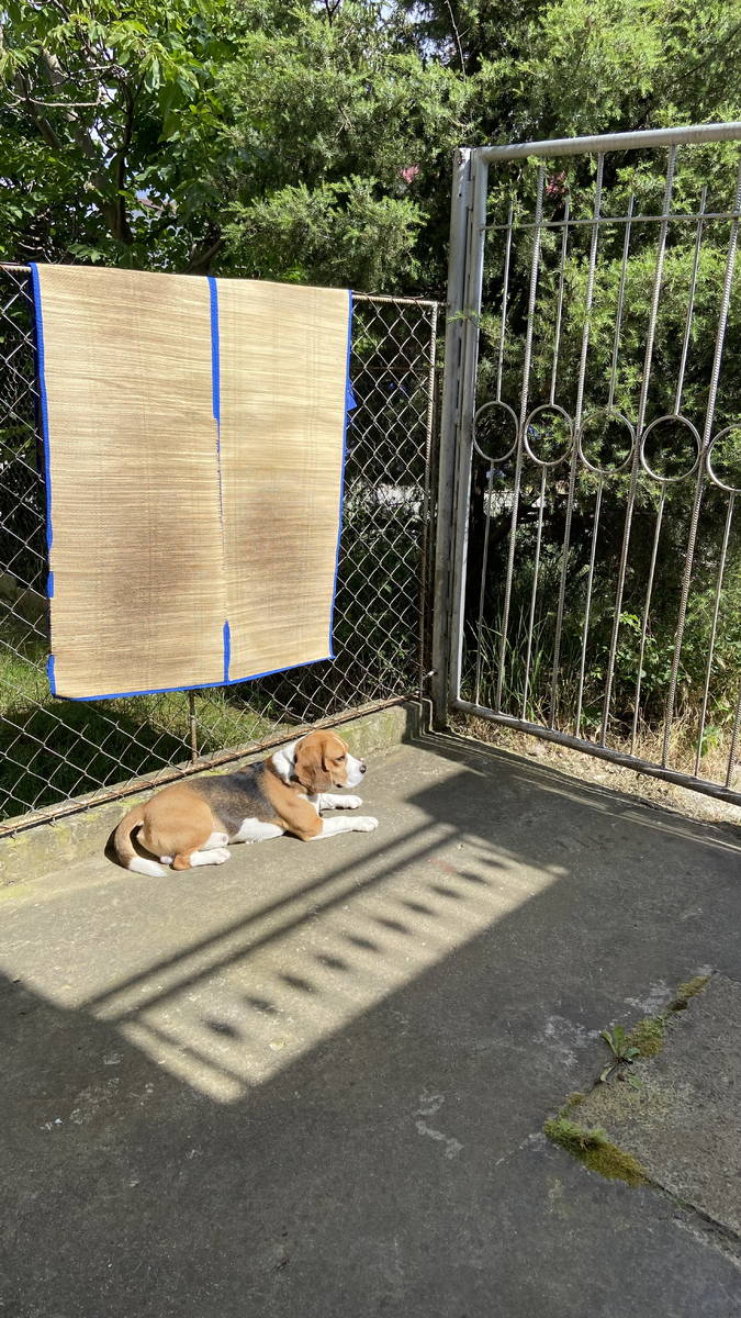 у Рема был свой персональный дворик 