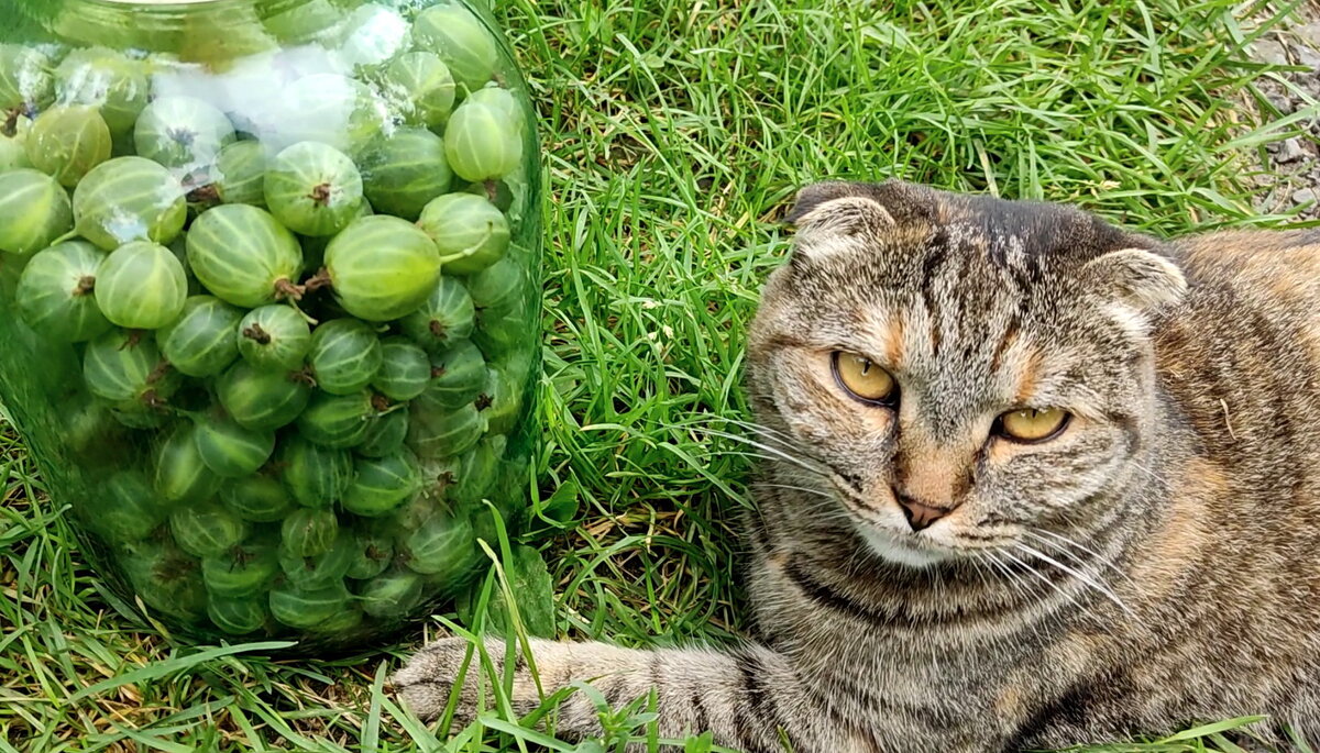 РЕЦЕПТ СТАРИННОЙ НАЛИВКИ 