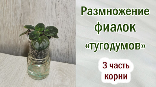 Девственница необычное сношение. Смотреть девственница необычное сношение онлайн