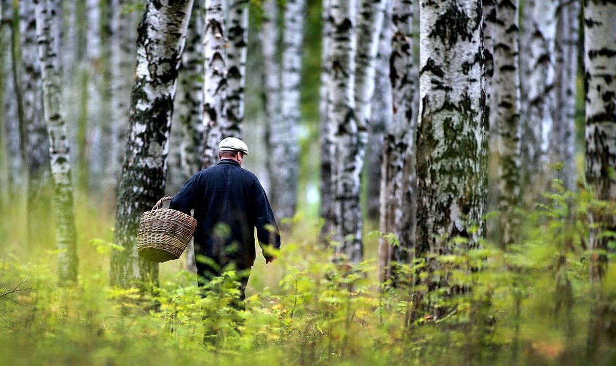 Прогулка грибы