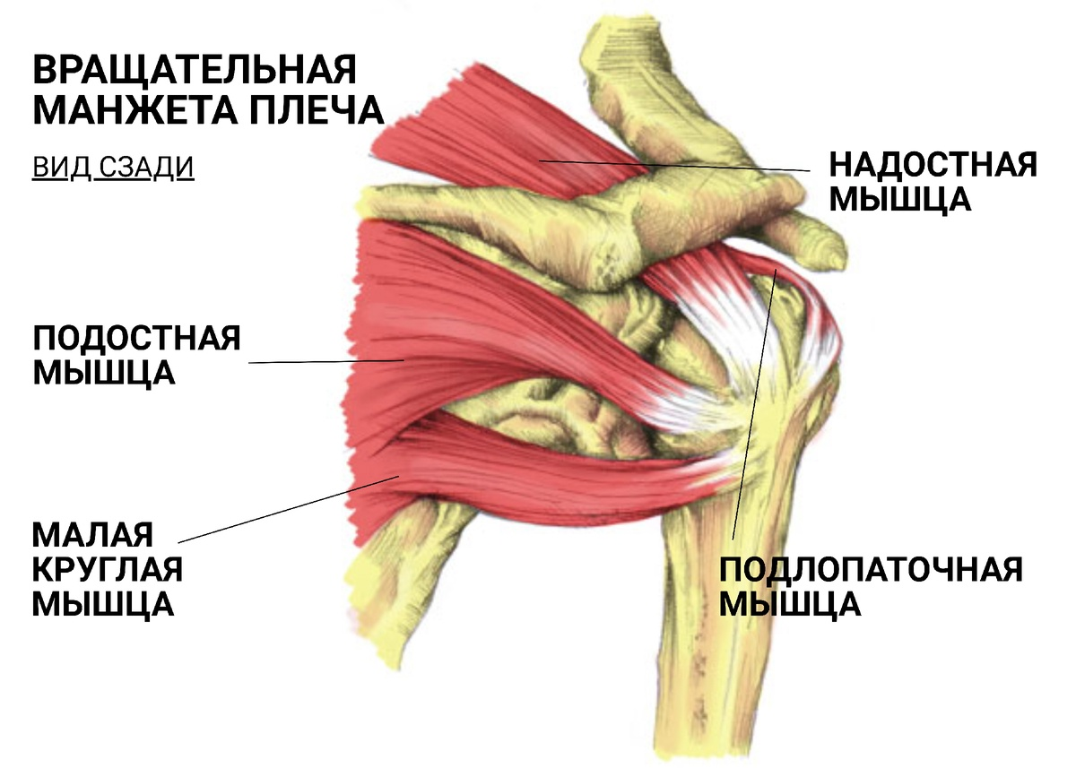 Плечевой сустав – единственный сустав, фиксация костей в котором поддерживается большей частью за счет мышц, управляющих суставом.