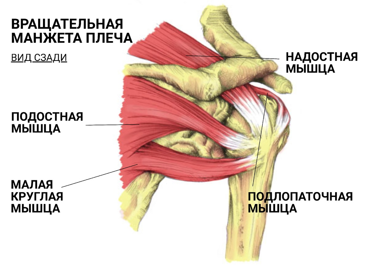 Плечевые мышцы человека