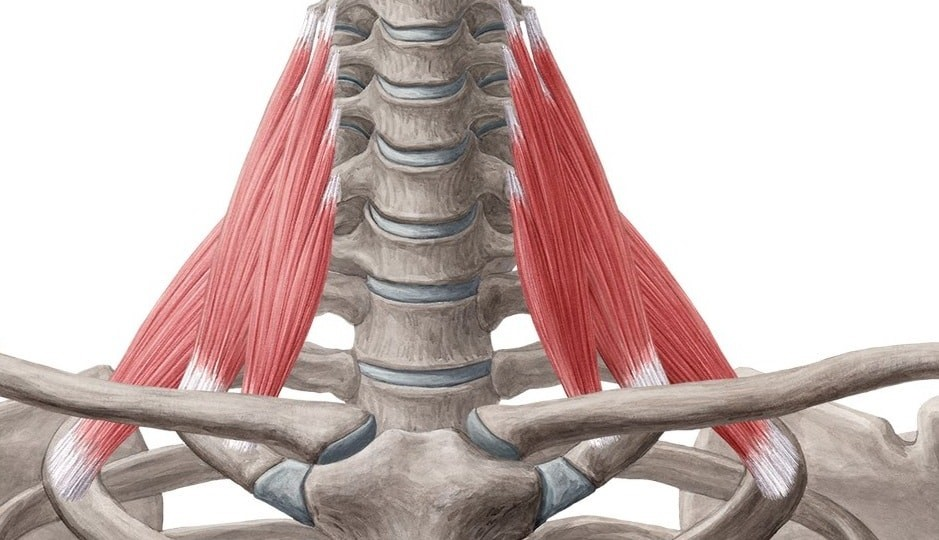 Плечевой сустав – единственный сустав, фиксация костей в котором поддерживается большей частью за счет мышц, управляющих суставом.-2