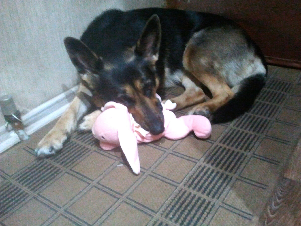 Фото автора, это спит собака