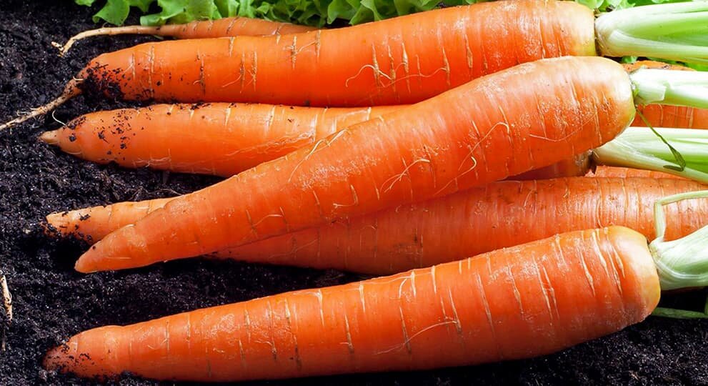Какая морковь сладкая. Сорта моркови без сердцевины сочные сладкие крупные лучшие. Морковь которая разросся в разные стороны.