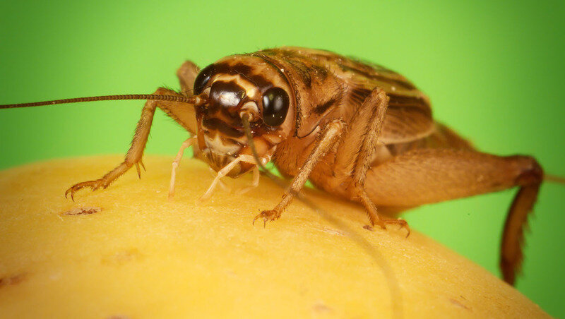 Сверчок домовой — именно таких разводят на ставропольской ферме Фото: Petr Gebelt wikimedia