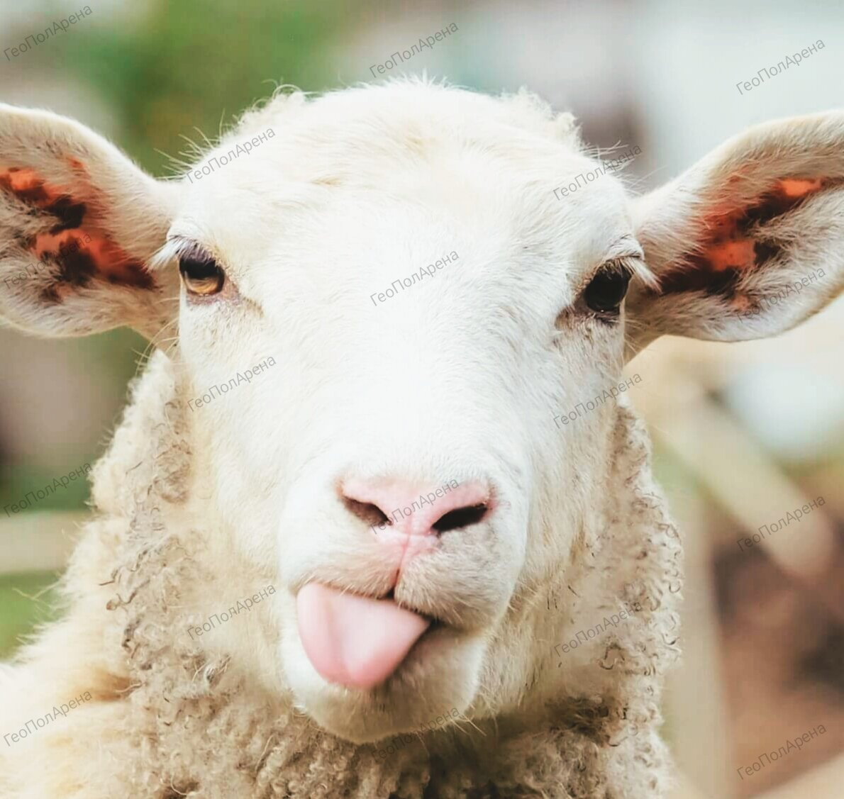 С паршивой овцы хоть шерсти клок? 