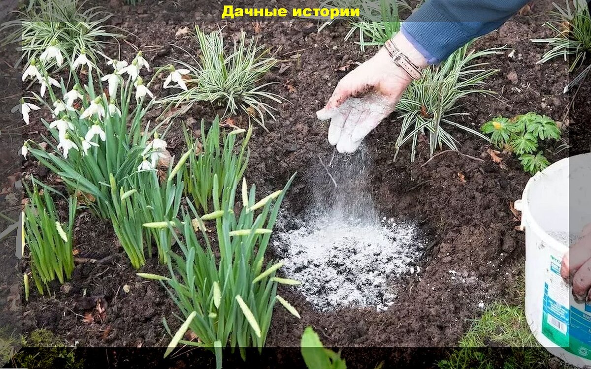 Можно ли под чеснок вносить золу осенью. Подкормка растений. Удобрения для сада. Внесение Минеральных удобрений в саду. Удобрять растения.