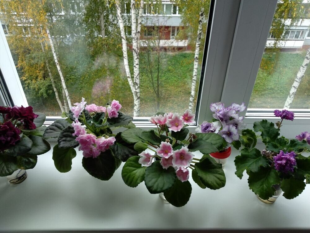 Мой осенний подоконник.