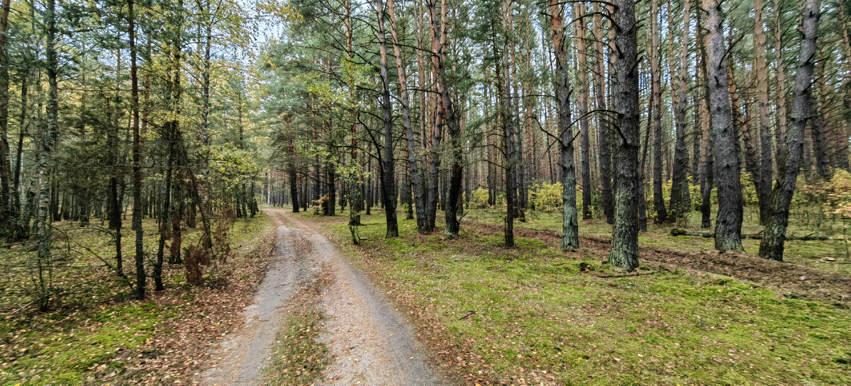 Заповедники в зоне лесов