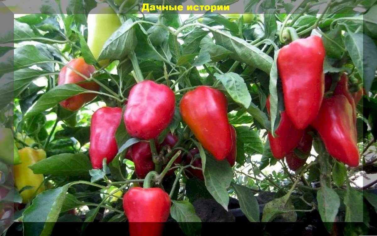 https://vk.com/photo-159774511_457263498. Перец "Воловье ухо"