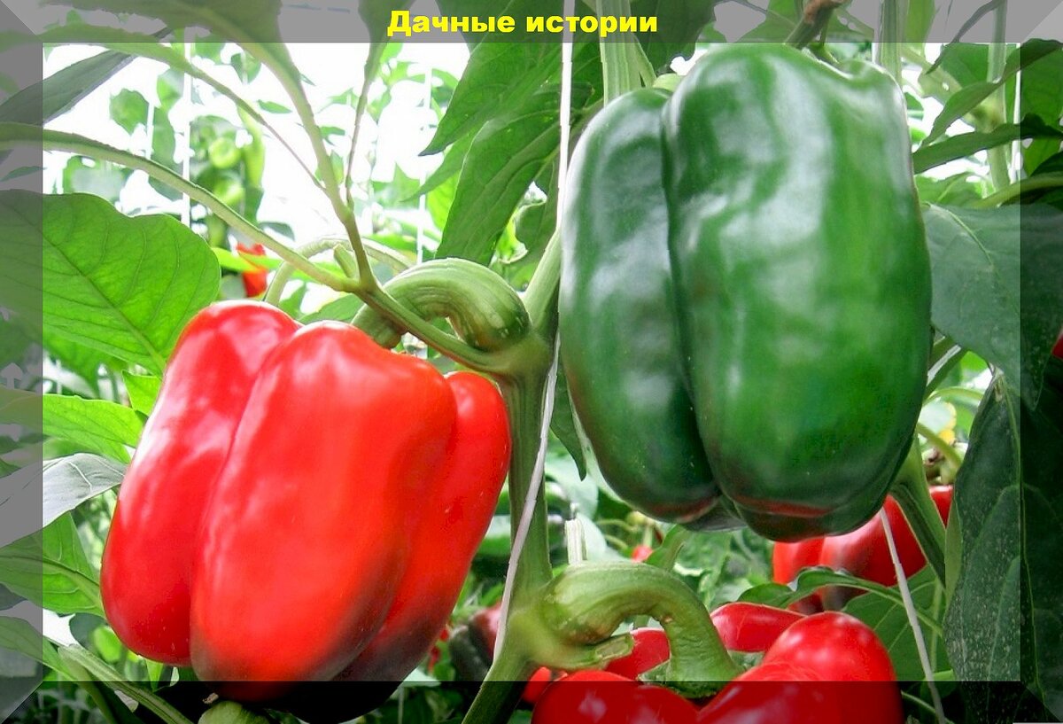 https://vk.com/photo-159774511_457263499. Перец "Самородок F1"