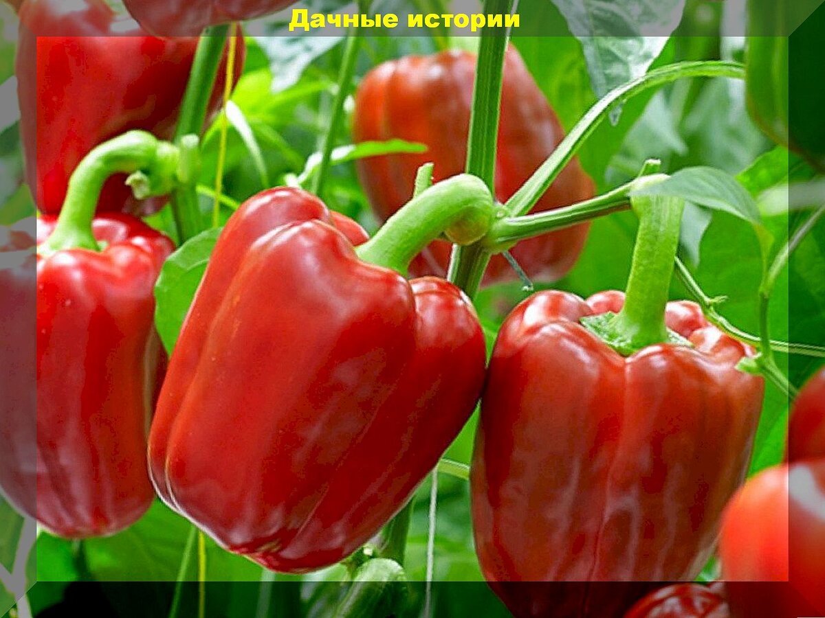 Перец нижегородец фото Перцы очень разные, но все вкусные и урожайные: высокопродуктивные сорта и гибри