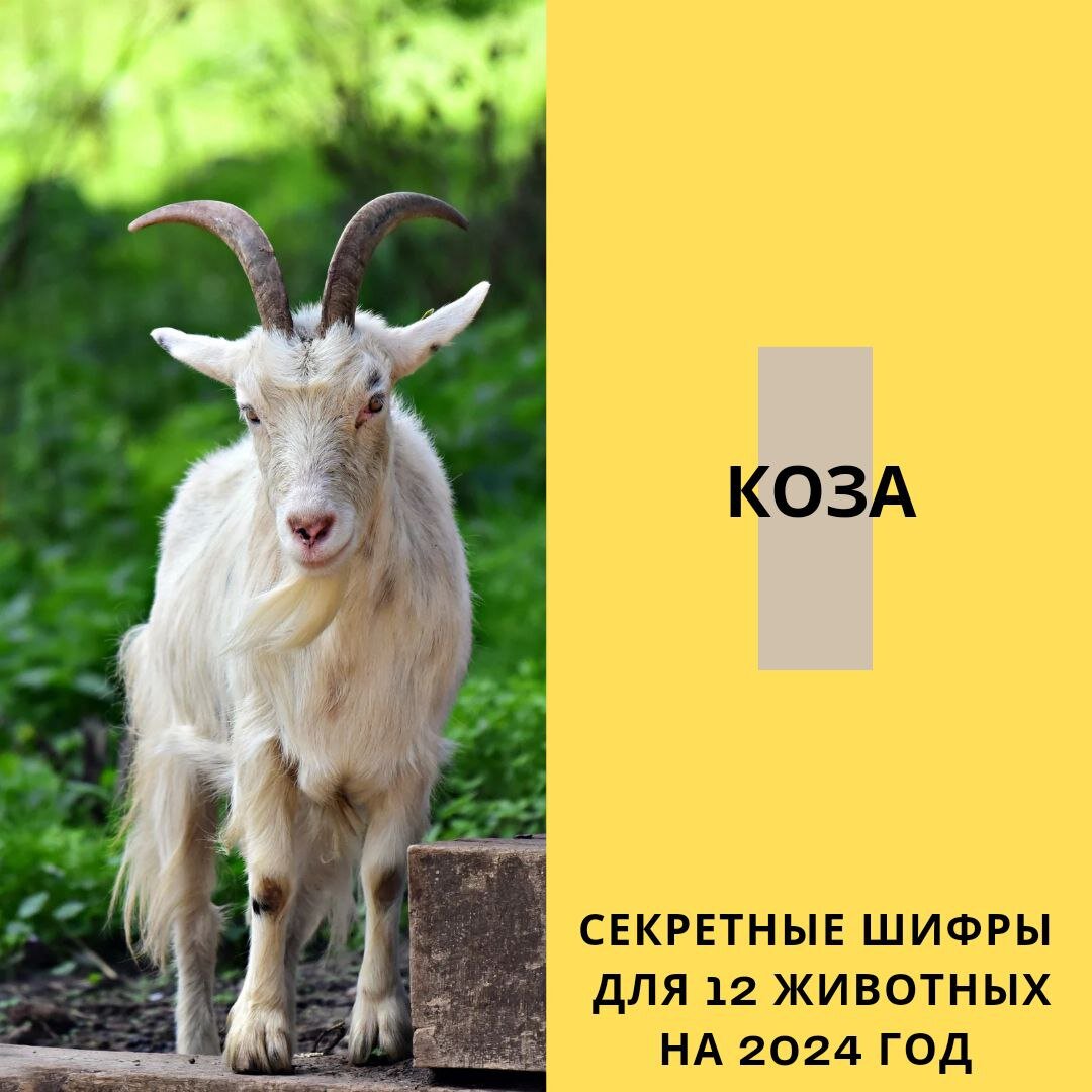 год козы 2015. прогноз на 2024 год для козы. прогноз на 2024 год для козы. люди родившиеся в год козы. белый козел.