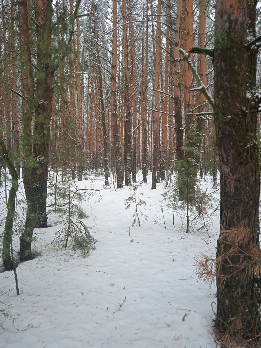 зимний лес фото автора