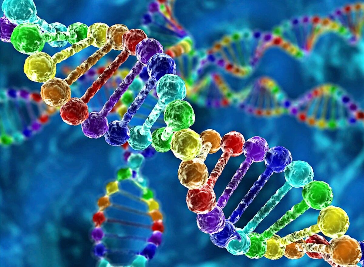 Так выглядит спираль ДНК (дезоксирибонуклеиновой кислоты). У всех организмов он один и тот же, и состав одинаковый. Картинка из открытых источников Яндекса.
