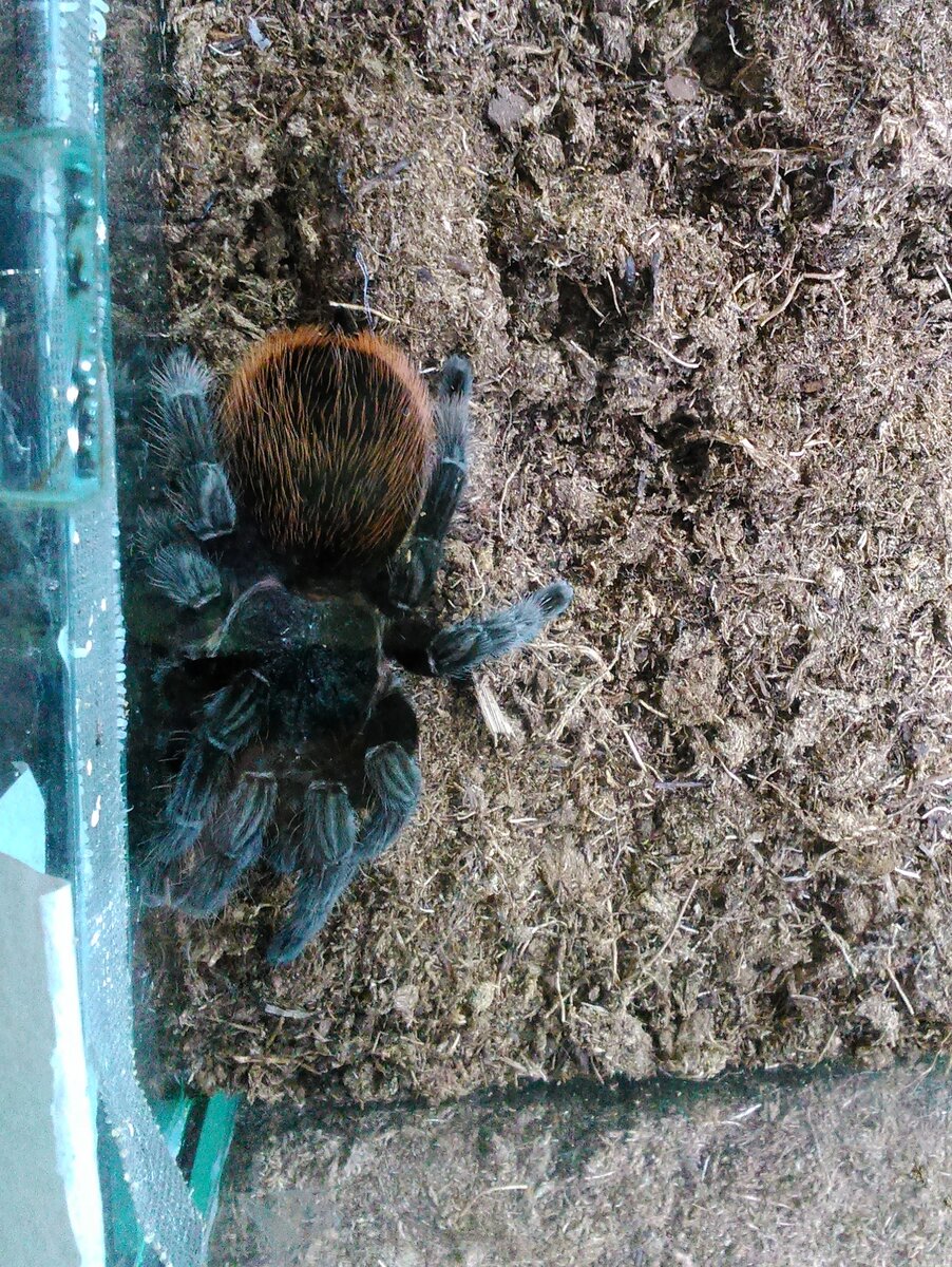 Botanika эфирное масло жасмин крупноцветковый. Эфирные масла doterra. Эфирное масло розы дотерра. Запах цветов давление. Роза приятно пахнет категория состояния.