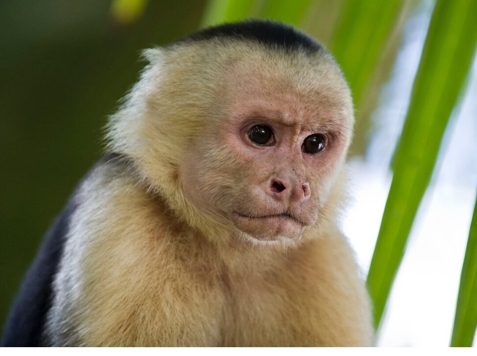 Обезьянка-капуцин