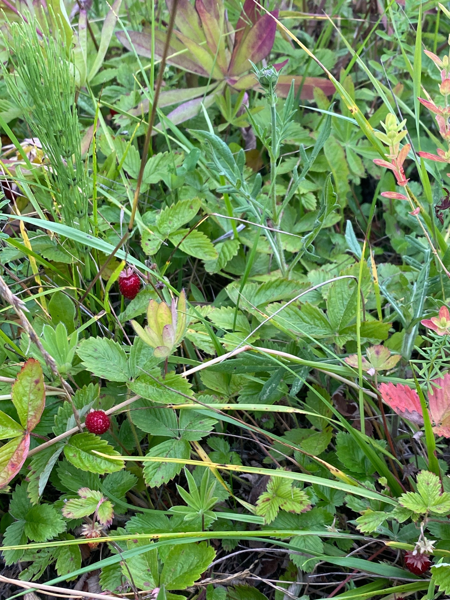 В природе всегда есть плюсы и минусы