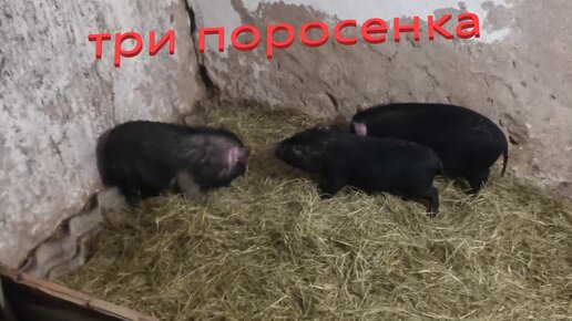 Купле поросят