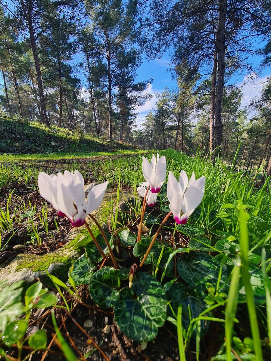 диктант зимний лес 2 класс. зимний лес диктант чудесен русский лес. диктант зимний лес. зима в лесу диктант 3 класс. сочинение на тему зима.