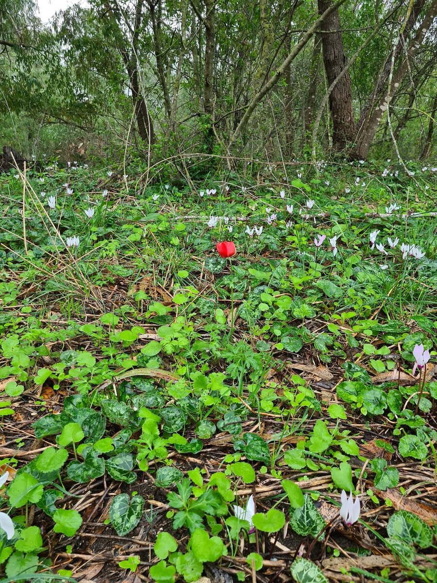 Лето в лесу рассказ. Значение сообщества лесов для человека. Загуляло бабье лето. Текст про лес. Гуляй лесом значение.