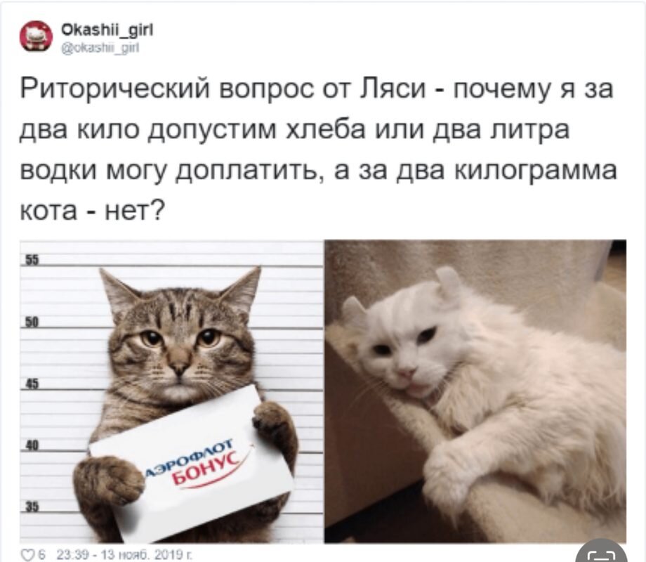 Кто такие котики