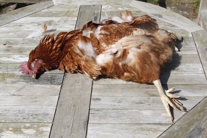 Фото из свободного доступа