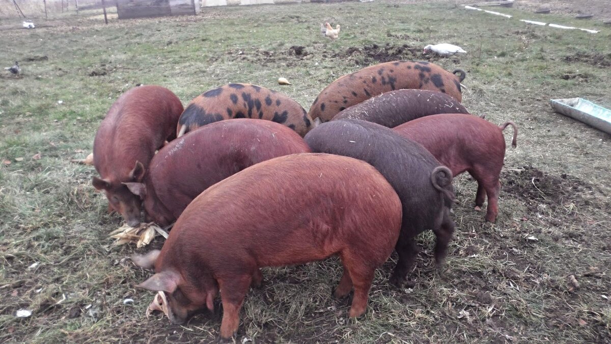Разные породы свиней