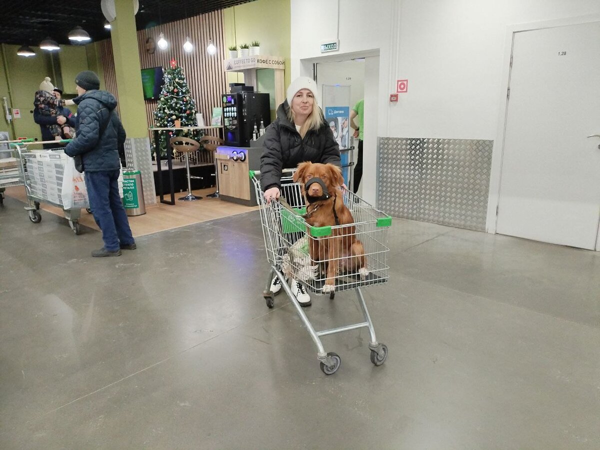 Ирвин в наморднике, как положено