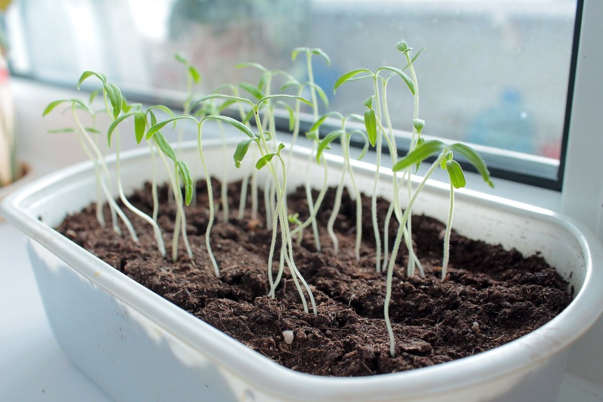 Вот как сказывается недостаток света на растениях. Это явление ещё называют «Рассада вытянулась».