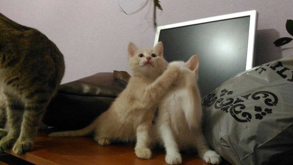 Котики сегодня. Котенок праздник. Котики сегодня. Фотоконкурс котов и кошек. Япония остров кошек аосима.