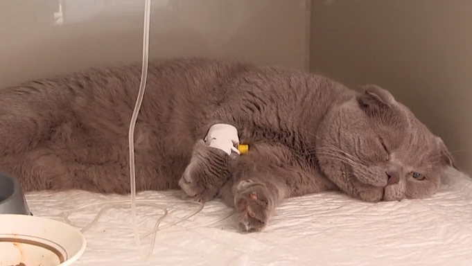 А в новостях уже показывали Робика в таком виде