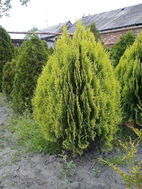 Thuja occidentalis