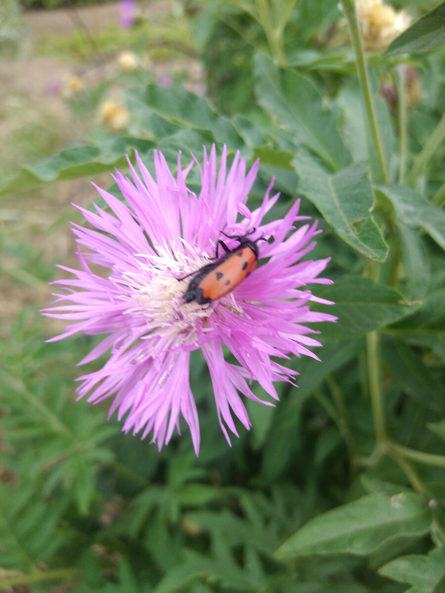 Моё авторское фото))